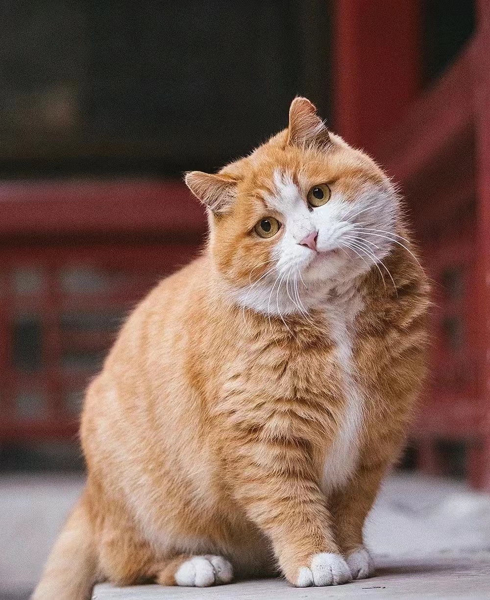 故宫顶流御猫帕帕 故宫猫帕帕的名字取自于papà cat