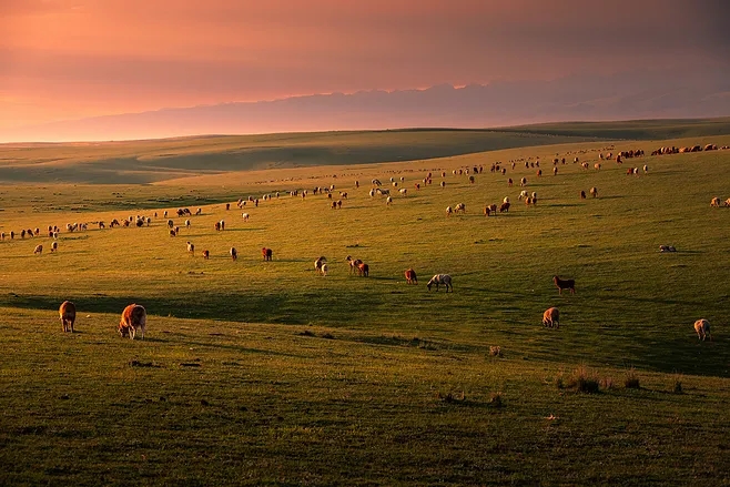 辽阔的草地,远处的雪山,悠闲的羊群,仿佛置身于一幅油画中.