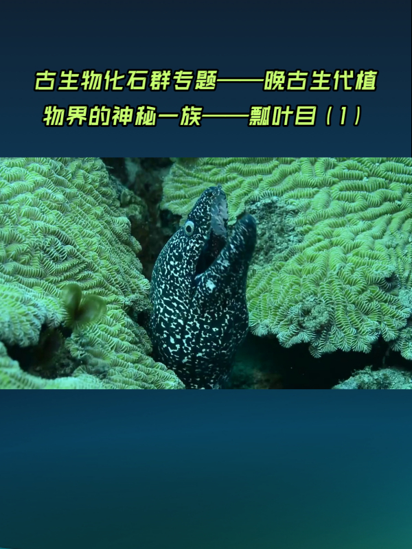 古生物化石群專題——晚古生代植物界的神秘一族——瓢葉目(1)