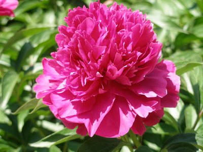 它的花瓣呈倒卵形,花盘为浅杯状,非常美丽.