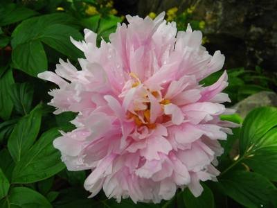 它的花瓣呈倒卵形,花盘为浅杯状,非常美丽.