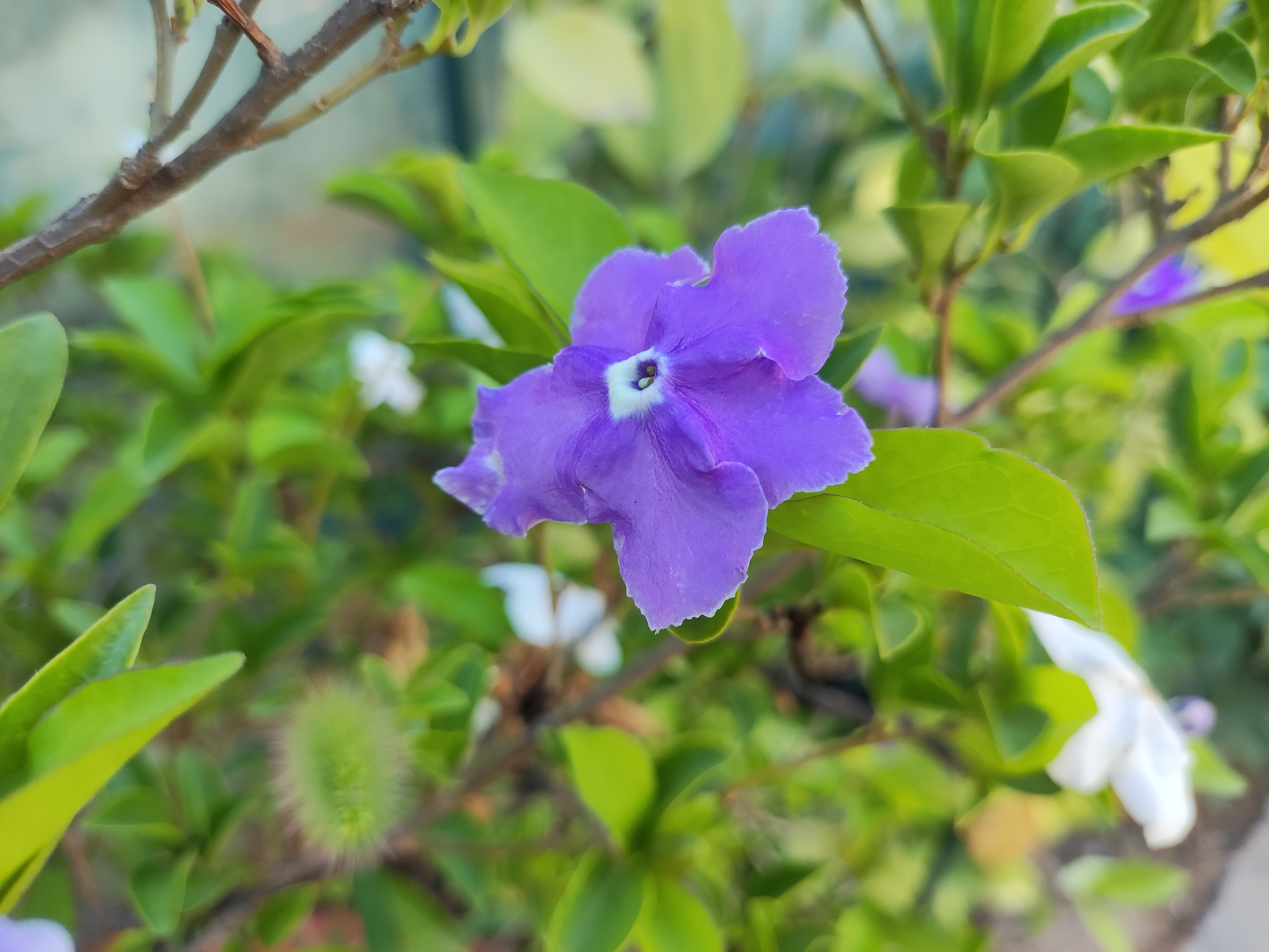 鸳鸯茉莉花的样子图片