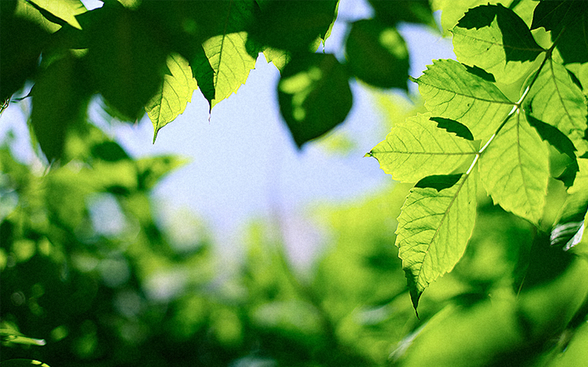 守候你的时光 太阳从天边升起 照亮绿叶上的露珠 晶莹发着光 我看见你