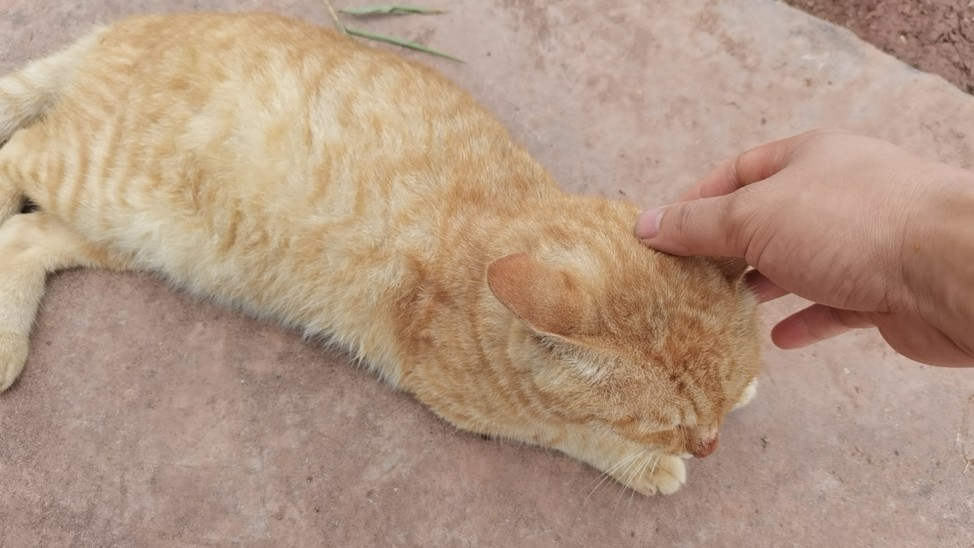 这是我们老家的猫,全省都是这样的橘黄色,由于在农村是散养的,你看它