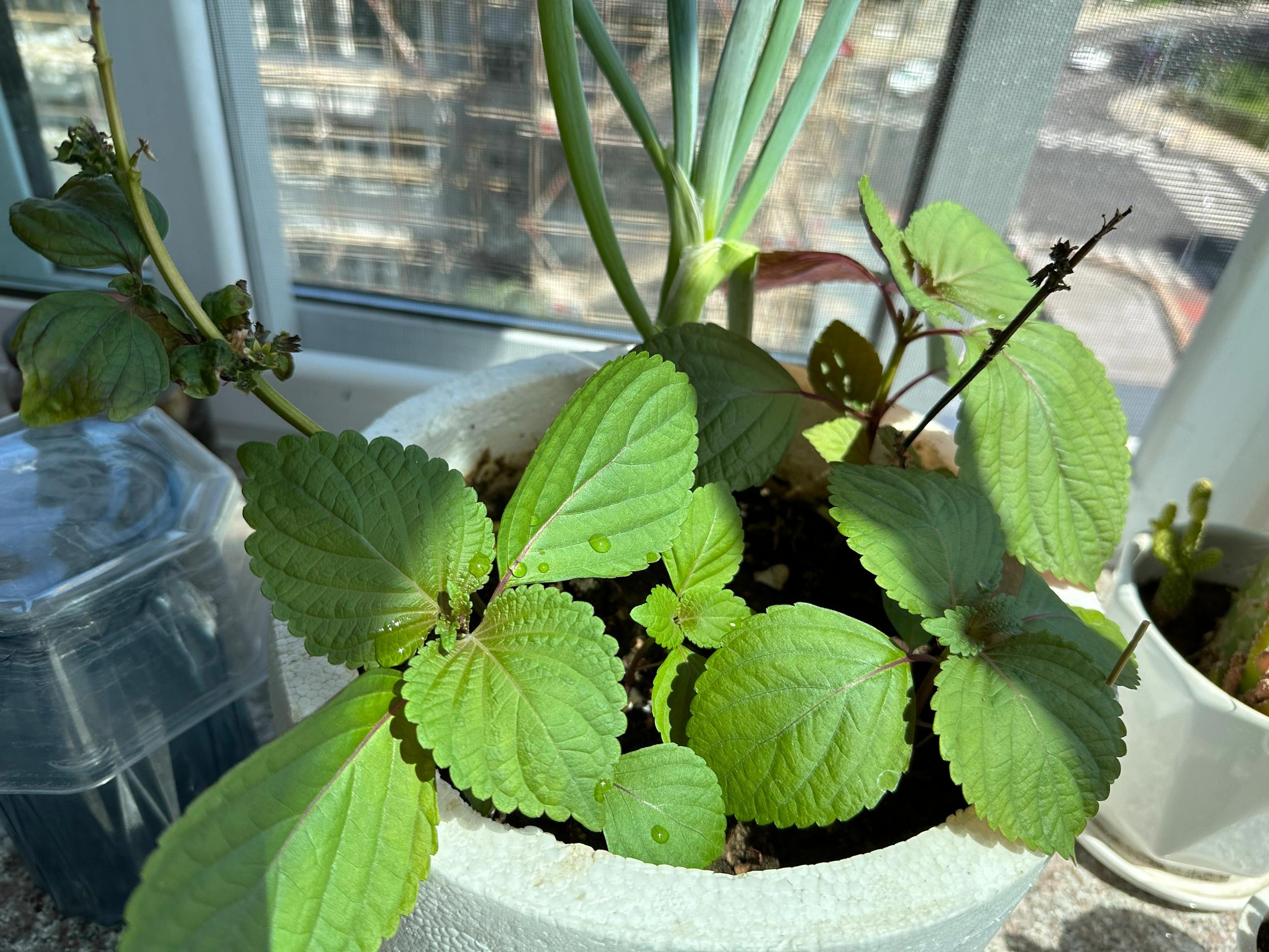 阳台种植小记:苏子叶的种植技巧97 最近迷上了在家种植,尤其是阳台