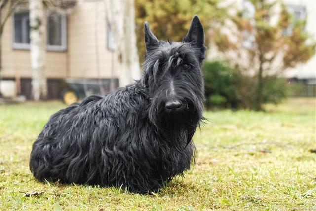 凯斯梗毛发特征简介 凯斯梗的毛发分为内外两层,内层短而绒软,外层则