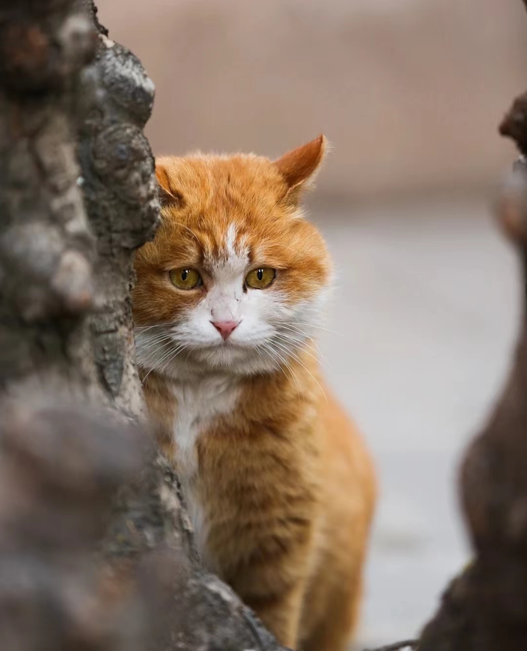故宫顶流御猫帕帕 故宫猫帕帕的名字取自于"papà cat(帕帕猫)",是