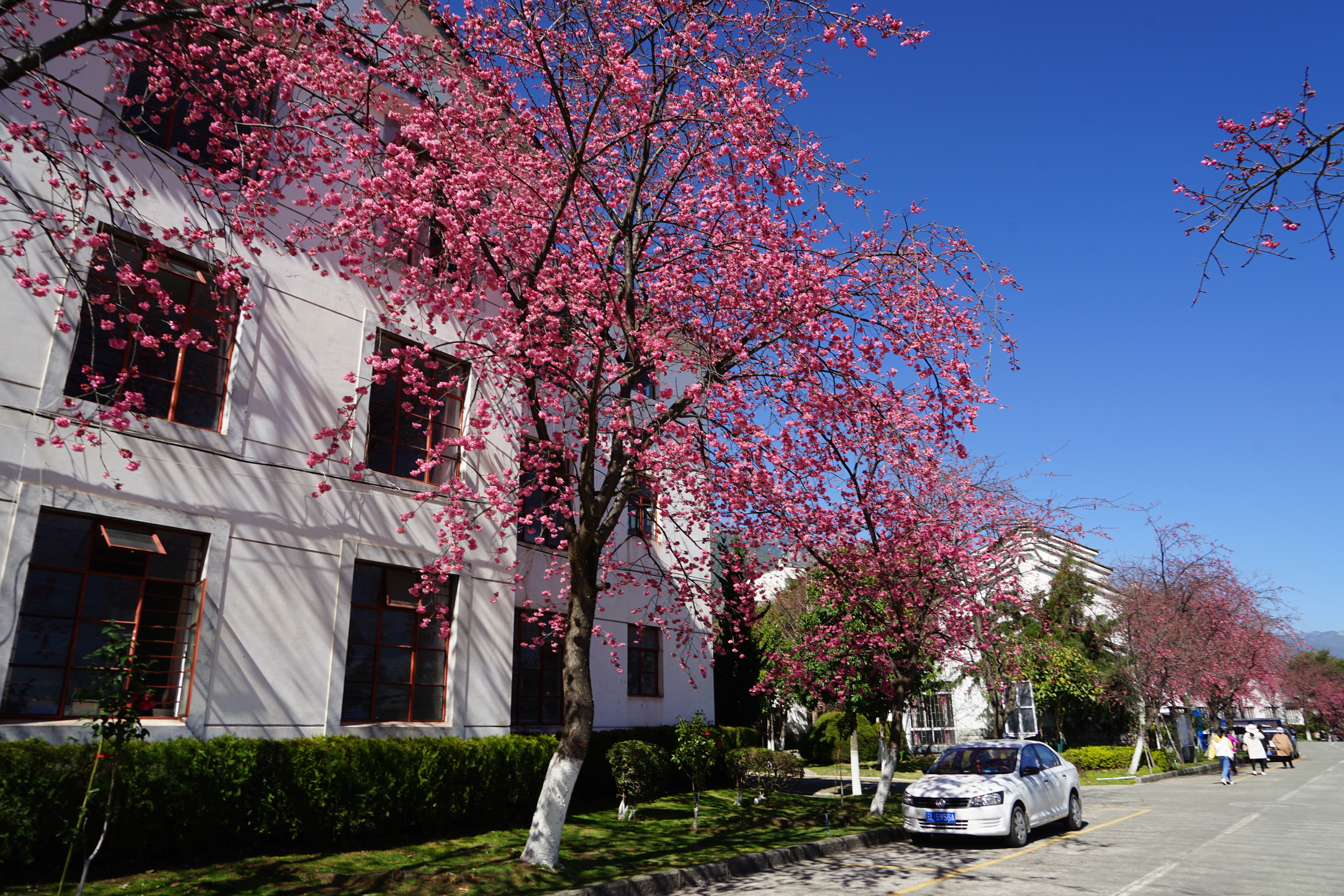 游玩大理大学,在高原观赏一场樱花盛宴 你一定到过大理,但不一定到