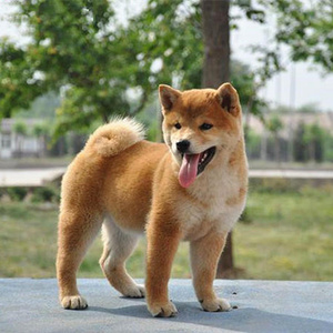 百佳名犬为您讲解:柴犬的优缺点 柴犬的优缺点  柴犬是一种源自日本的