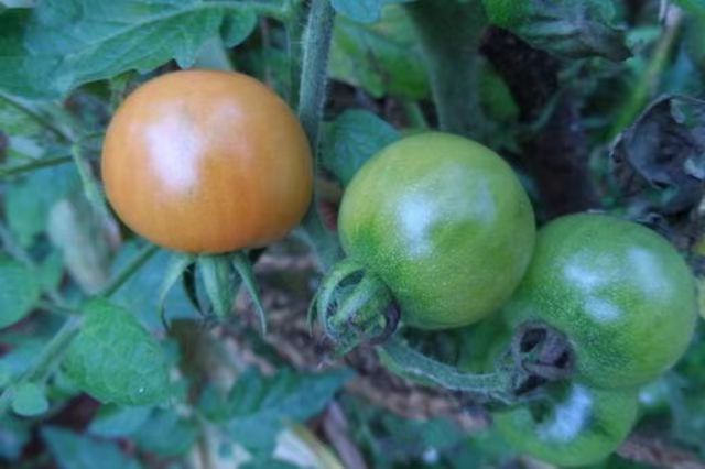 初中生回家找吃的,只有一个青色西红柿97 小妹上初中的时候住校,每