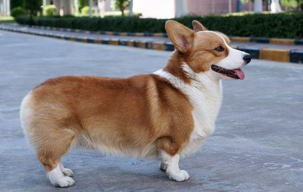 柯基犬优缺点是什么 柯基犬起源于1200年的英国威尔士,是该地区唯一