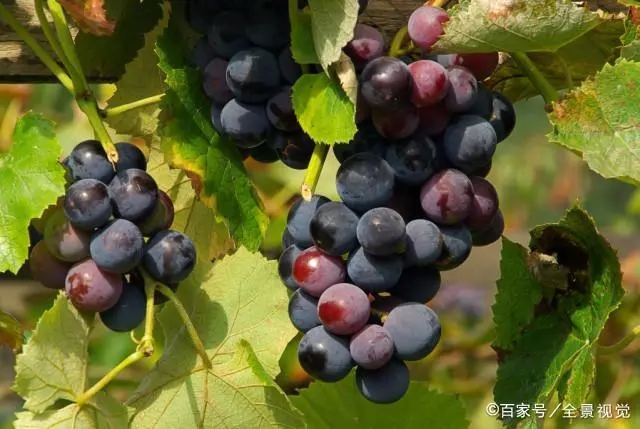 葡萄是热性还是凉性 葡萄可不是热性或凉性的哦!