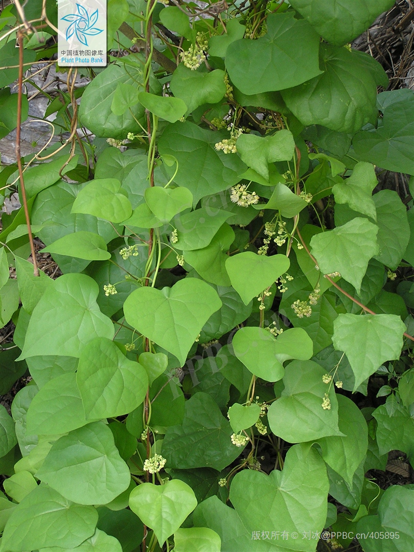 主疮疡肿毒,阴道炎,阴道滴虫 蝙蝠藤是老百姓可能见到的植物,但不一定