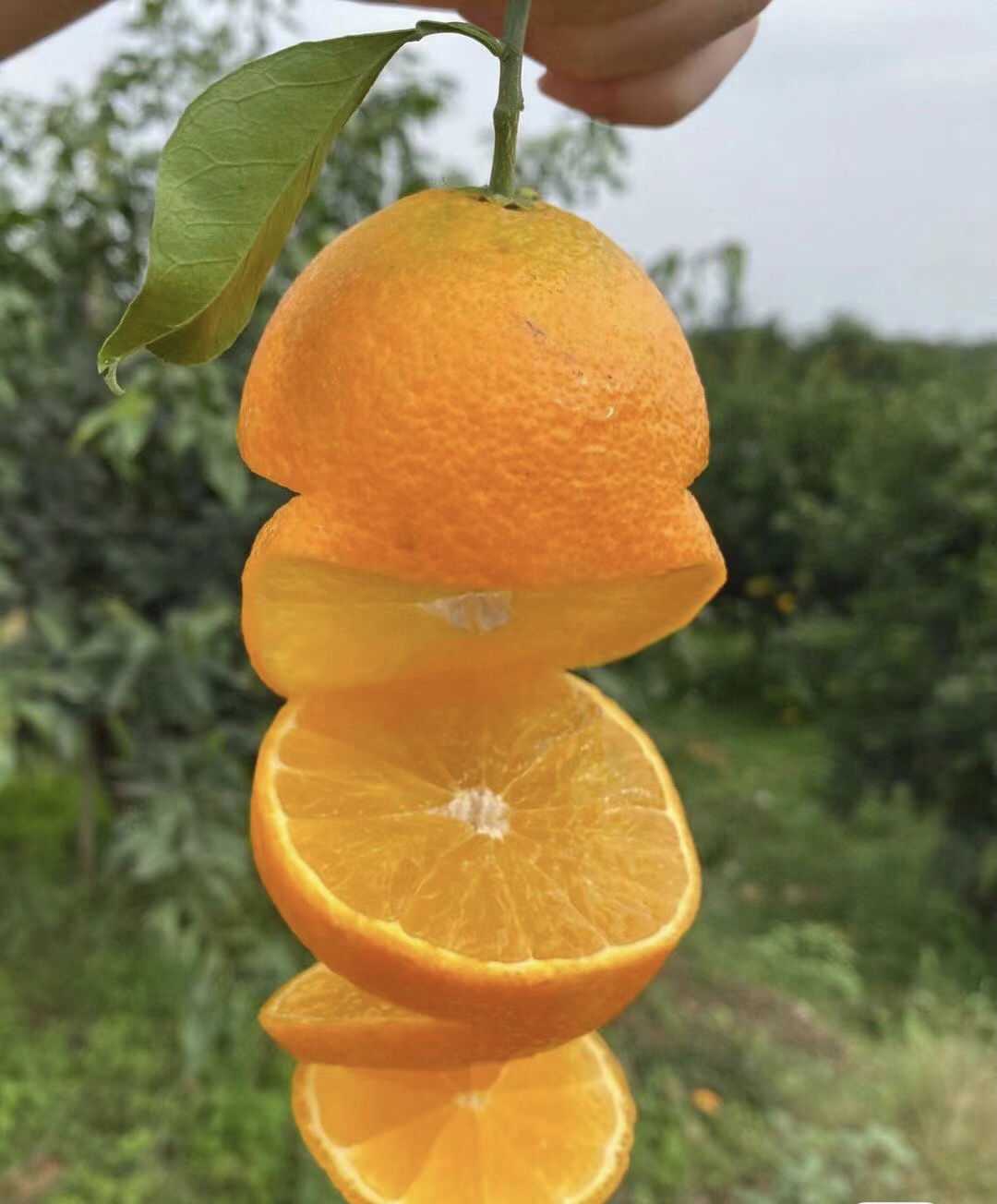 "眉山水果天堂!品味爱媛果冻橙,!